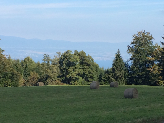 Filet de Perches au Léman