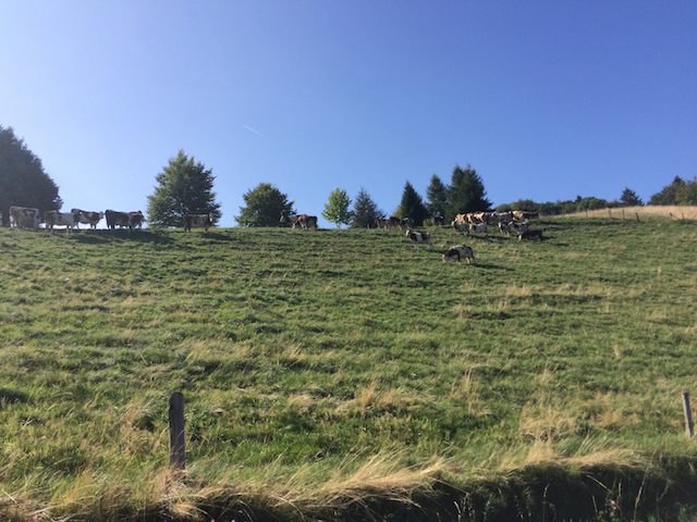 Filet de Perches au Léman-0725